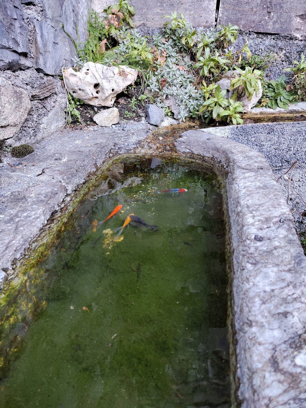 La fontaine en pierre et ses poissons