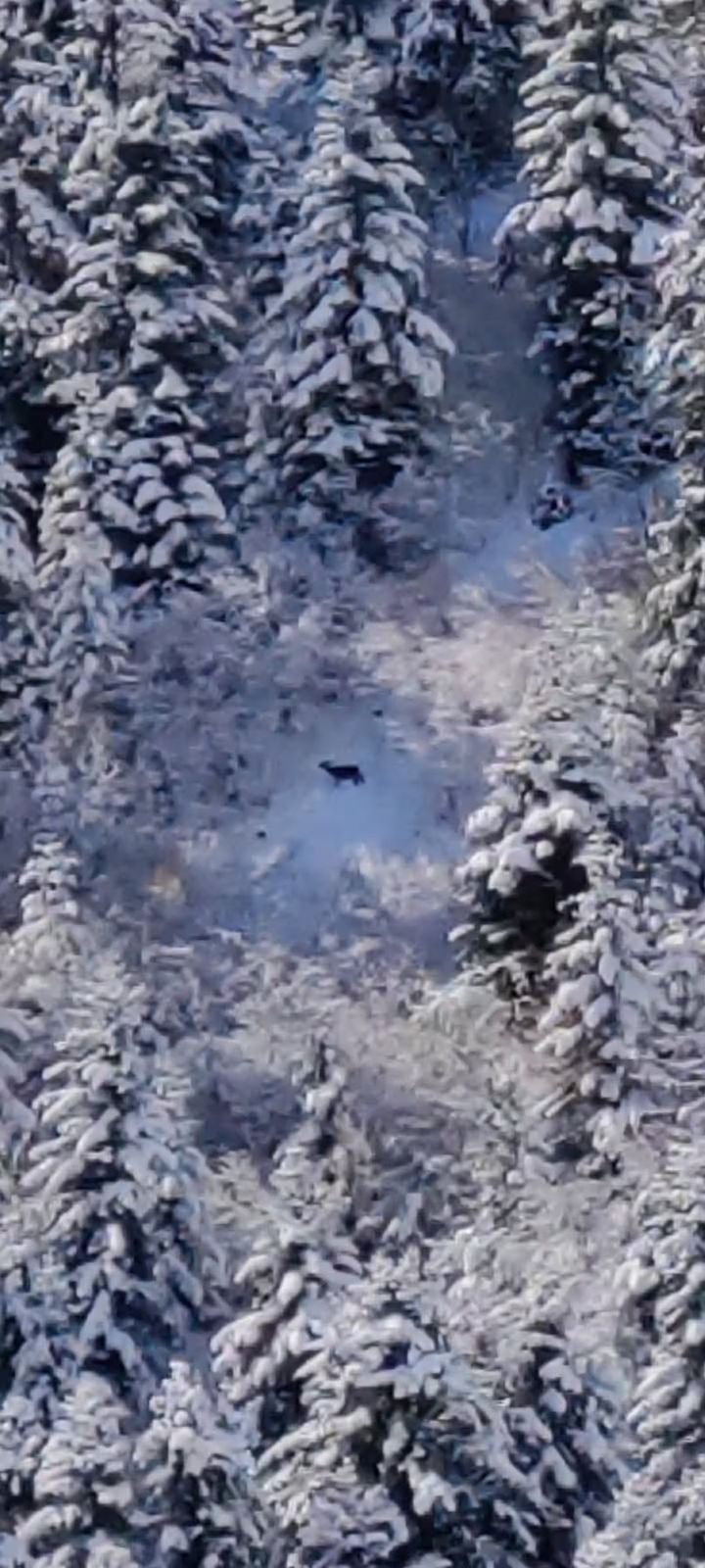 La forêt enneigée vue du ciel